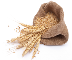 Pšenice zrno 25 Kg