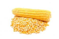 Kukuřice zrno 25 Kg